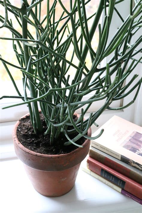 The New "It" Houseplant - Gardenista | Pencil cactus, Pencil plant, Planting succulents indoors