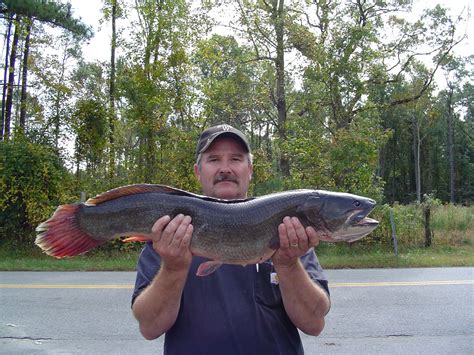 Virginia State Record Fish | Virginia DWR