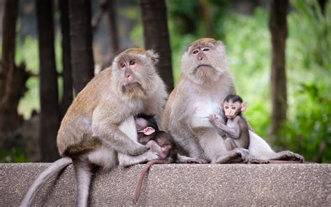 Free Images : mammal, vertebrate, rhesus macaque, primate, wildlife, japanese macaque, organism ...