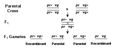 Genetic Linkage