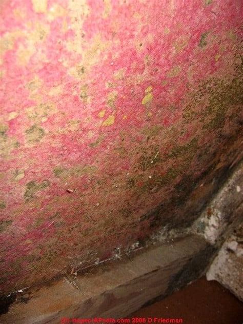 Easy Tips to Get Rid of Red Mold at Your Home - Mold Guide 101