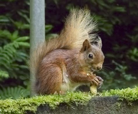 Red Squirrel Eating Nuts Lake District UK Stock Photo - Image of branch ...