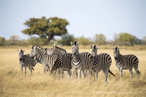 Jeff Cable's Blog: Botswana Photo Tour - Our second to last day on safari