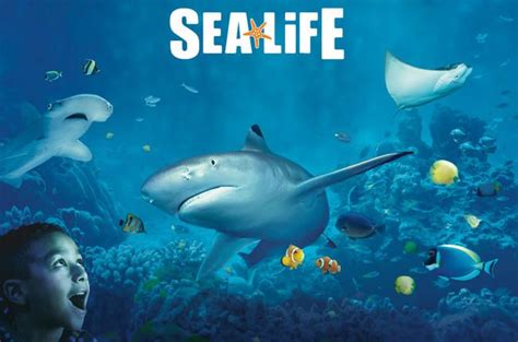 SEA LIFE Minnesota Aquarium at the Mall of America | Sea life, Mall of ...