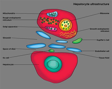 Histology, Kupffer Cell Article