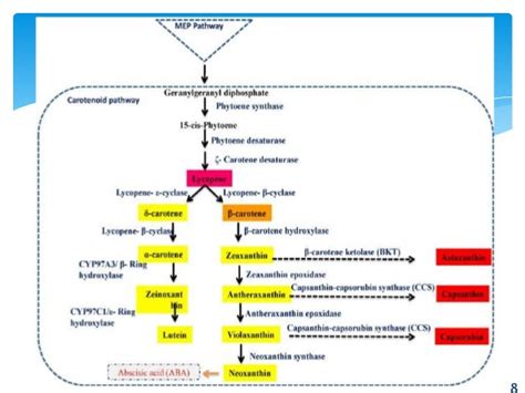 Carotenoids biosynthetic pathway