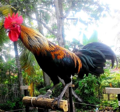 ayam ketawa in the philippines Archives - Chicken Breed Guide