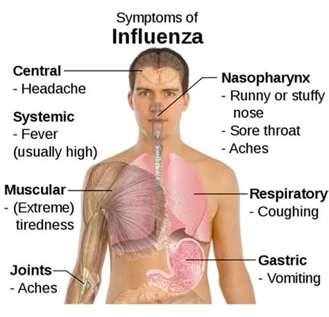 symptoms of swine flu - Theayurveda