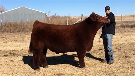 Arizona National Market Steer Show - Matt Lautner Cattle