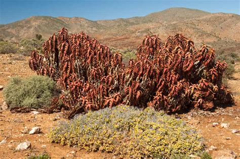 Succulent smuggling: why are South Africa’s rare desert plants ...