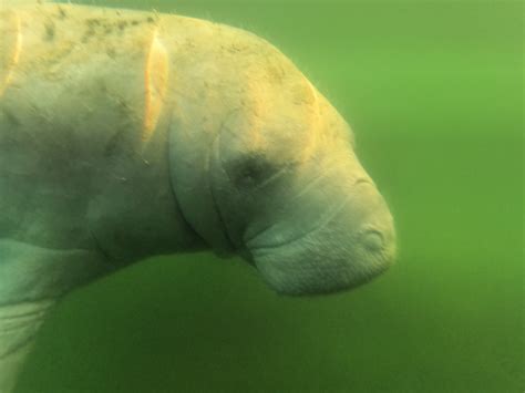 Face to Face with a Manatee – FanningSparks