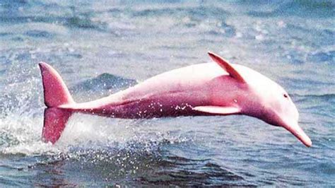 Pin de Kerry James en Pink | Delfín rosado, Delfines, Especies de delfines