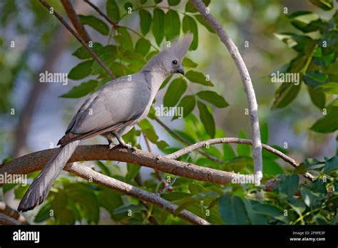 Grey go-away-bird, Corythaixoides concolor, grey lourie detail portrait ...