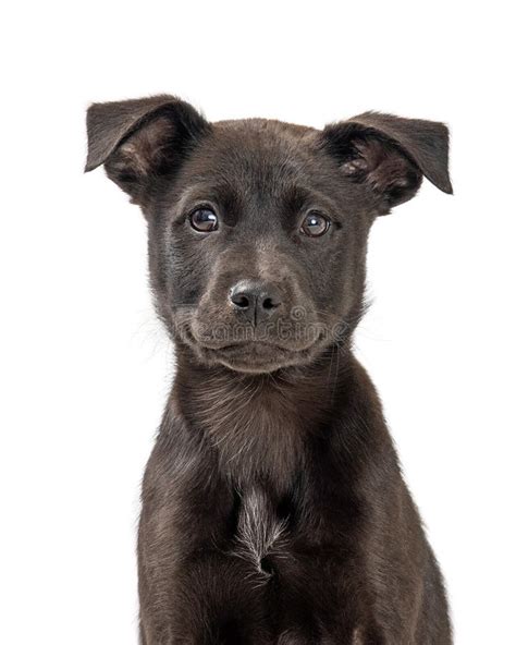 Closeup Cute Black Labrador Retriever Puppy Dog Stock Image - Image of ...