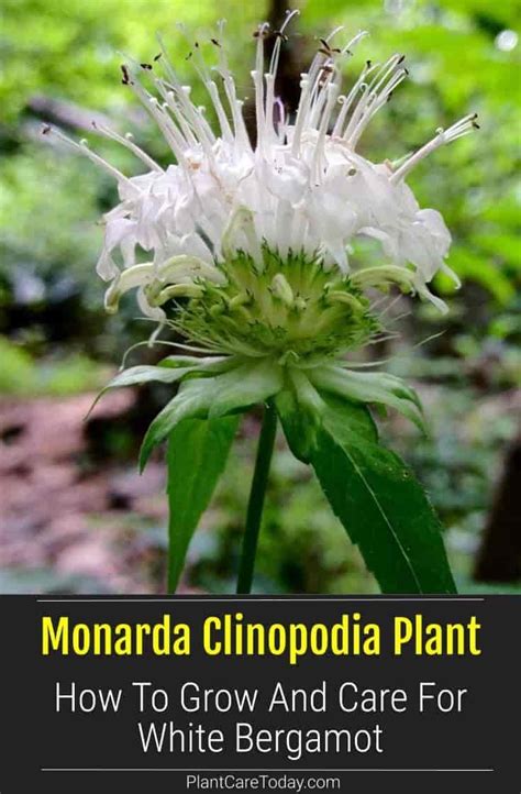 Monarda Clinopodia Care: How To Grow White Bergamot Plants | Bergamot plant, Plants, Pollinator ...