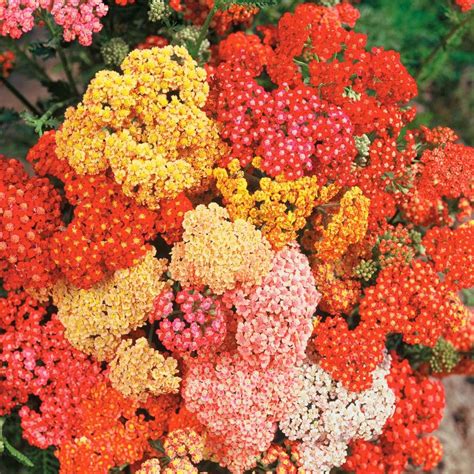 Flower Homes: Achillea Flowers