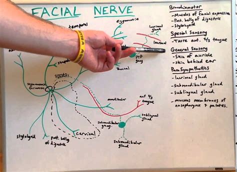 Cranial Nerve 7 Anatomy