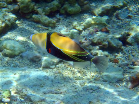 Info-Junction Blog: Reef Triggerfish