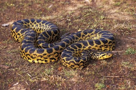 Pantanal Wildlife: 7 Reptiles That You Are Likely To See