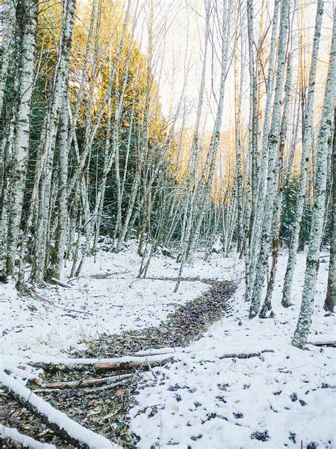 "Winding Path Through Birch Trees In Winter With Snow On Ground" by ...