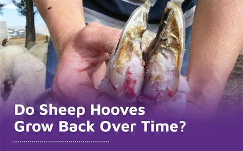 Do Sheep Hooves Grow Back Over Time? - Diamond Hoof Care