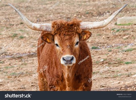 Ox Large Elongated Horns Jimenez De Stock Photo 1052176874 | Shutterstock