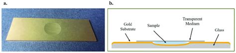(a) The microscope slide with the cavity in the center of the slide... | Download Scientific Diagram