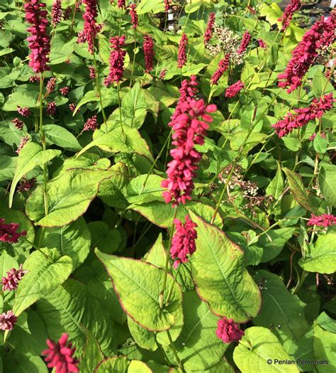 Persicaria amplexicaulis ‘J.S. Caliente’ – Penlan Perennials Nursery