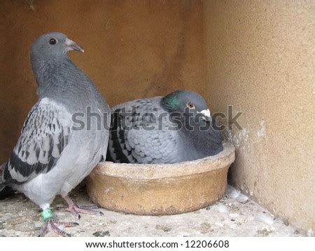 Carrier pigeon Images - Search Images on Everypixel