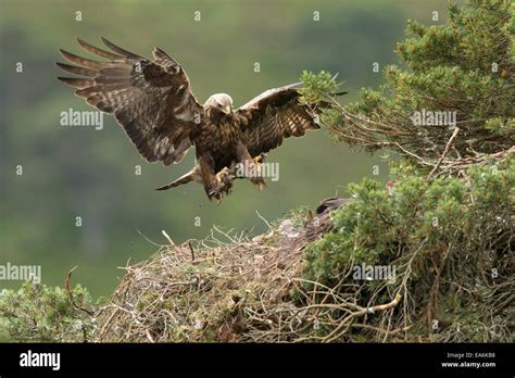 Golden eagle nest scotland hi-res stock photography and images - Alamy