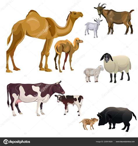 Farm Animals Kids Camel Cow Goat Sheep Pig Vector Illustration Stock ...