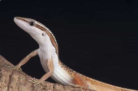 Long Tailed Lizard Pet - Ebba Neille