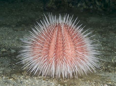 Common Sea Urchin - Echinus esculentus | Beautiful sea creatures, Deep ...