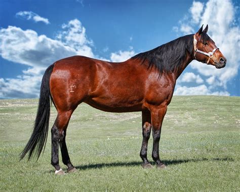 a brown and black horse standing on top of a lush green field next to a ...