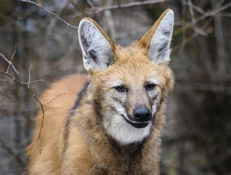 Maned Wolf, Chrysocyon Brachyurus Stock Photo - Image of chrysocyon, wolf: 144620066