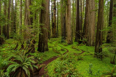 Discover 5 of America’s Old-Growth Forests - American Forests