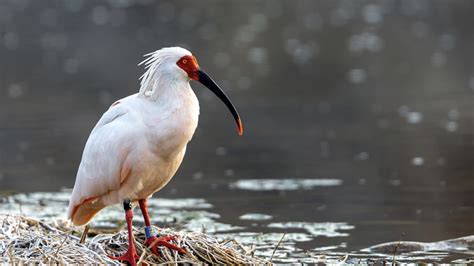 China's conservation efforts help crested ibis population grow - CGTN