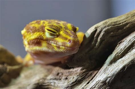 How To Treat A Leopard Gecko Eye Infection?