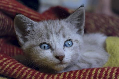 Cropped Shot of Cute Little Kitten with Blue Eyes. Stock Photo - Image ...