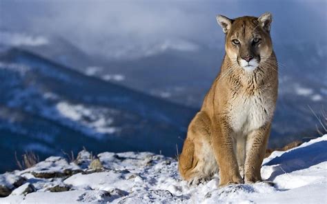 Mountain Lion Wallpapers Images Photos Pictures Backgrounds