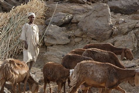 herding goats 2 | -------------------------------- This phot… | Flickr