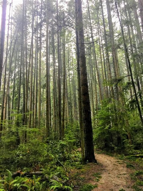 5 Easy Hiking Trails Around Vancouver • British Columbia Magazine