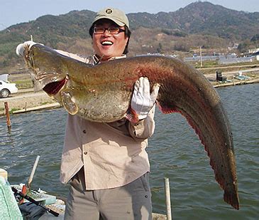 Fishing Worldrecords | catfishes 10-50 kg | Silurus asotus