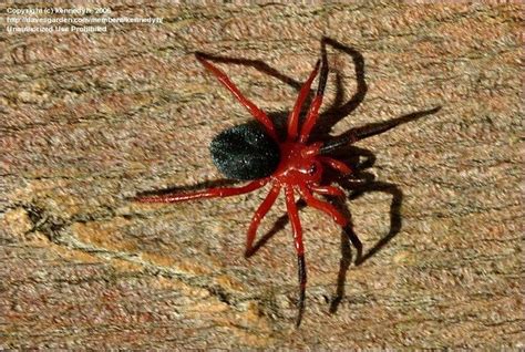 Image #2 of the bug Red and Black Spider (Ambicodamus southwelli) | Red and black spider, Spider ...