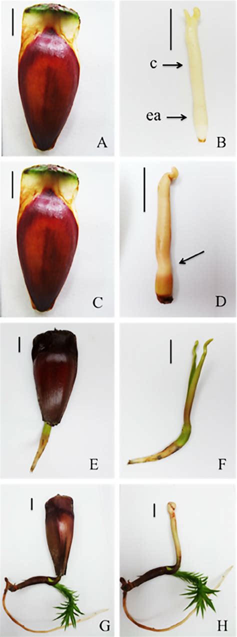 Appearance of Araucaria angustifolia seeds and embryos at early... | Download Scientific Diagram