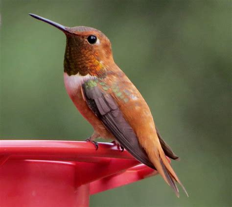 Rufous Hummingbird - FeederWatch