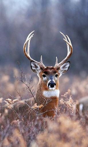 🔥 [50+] Whitetail Deer Screensavers and Wallpapers | WallpaperSafari