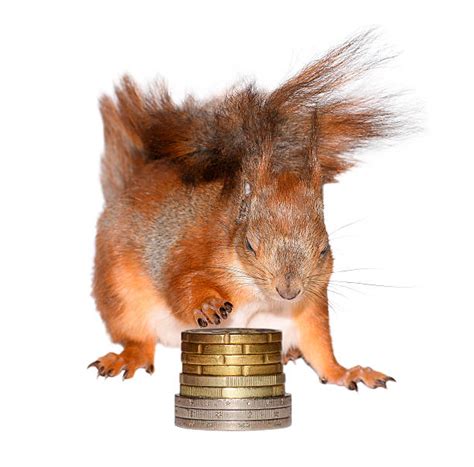 Squirrel Money Stock Photos, Pictures & Royalty-Free Images - iStock