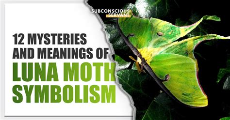 Luna Moth Symbolism: 12 Amazing Meanings Explored - Subconscious Servant