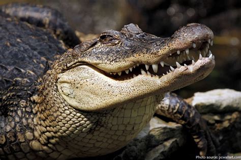 Interesting facts about crocodiles | Just Fun Facts